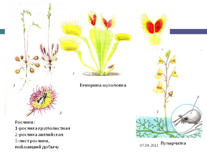 Открытое занятие на тему Растения хищники 1 класс