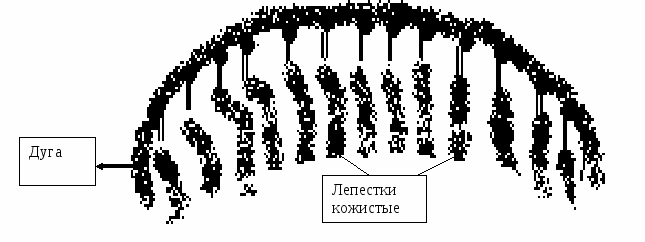 Использование методов музейной педагогики на базе кафедры естественно научного образования