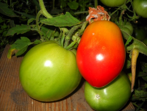 Курсовая работа: Характеристика каротиноидов плодов и овощей