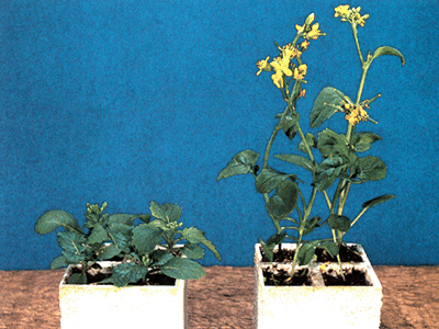Реферат к презентации: Волшебные вещества для роста и развития растений