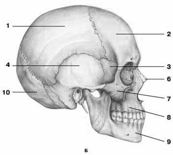 Контрольные задания по теме «Череп головы человека» по дисциплине «Рисунок с основами пластической анатомии»