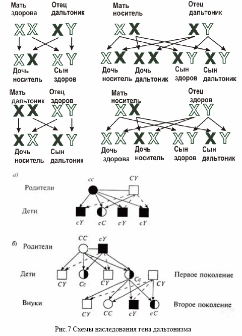 Методические разработки по лабораторным работам.