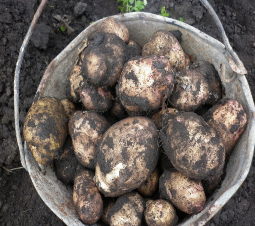 Исследовательская работа Тема: «Размножение картофеля разными способами»