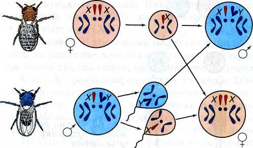 Гетерогаметный женский пол у дрозофилы