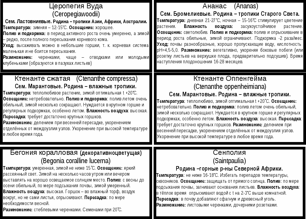 Проект: «Комнатное цветоводство»