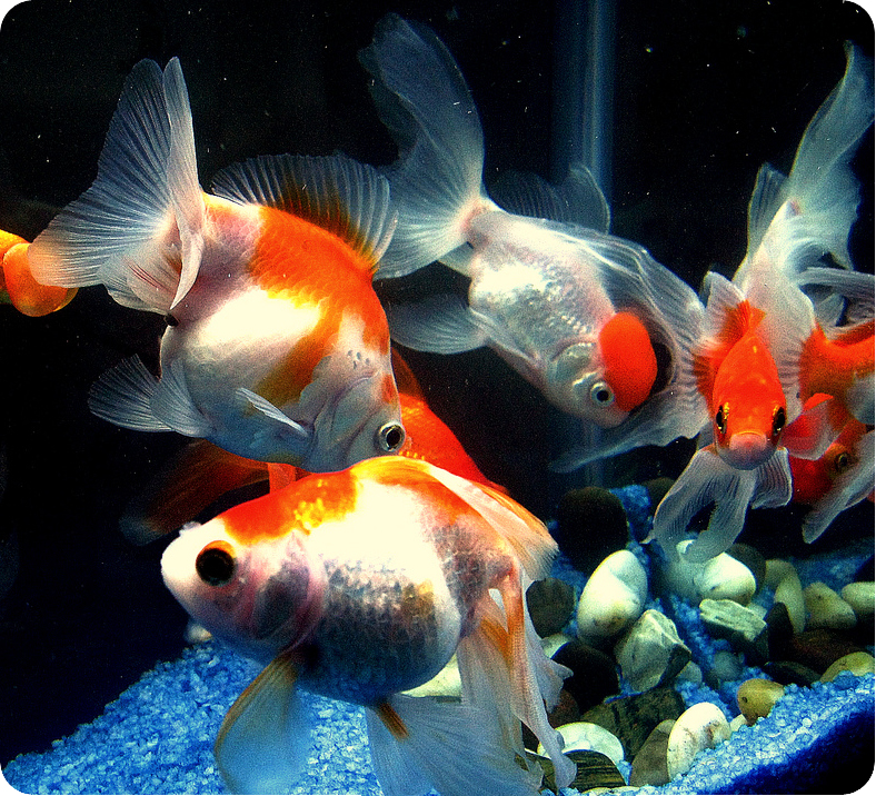 Урок по биологии на тему Размножение и развитие рыб. Особенности поведения. Миграции рыб. Плодовитость и забота о потомстве. Инстинкты и их проявление у рыб, понятие о популяции.