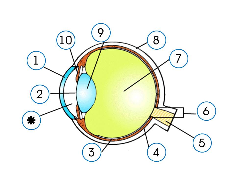 Биология строение глаза человека. Строение глазного яблока биология 8 класс. Структура глаза биология 8 класс. Строение зрительного анализатора глазное яблоко. Строение глаза человека схема без подписей.