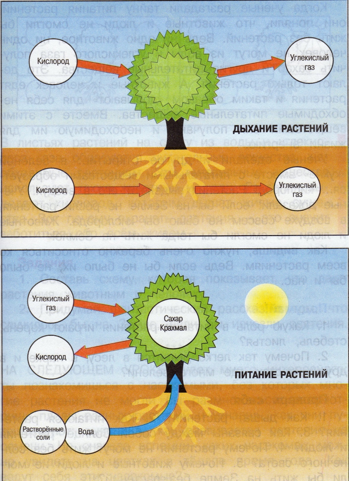Схема питания и дыхания растений 3 класс