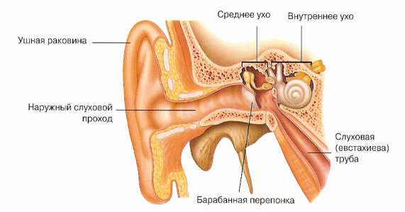 Учебно-исследовательская работа Наушники и слух человека (9 класс)