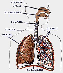 Урок биологии на тему Значение дыхания. Органы дыхания (8 класс)