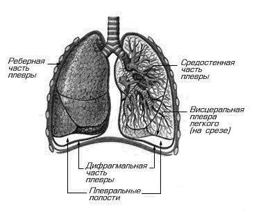 Урок биологии на тему Значение дыхания. Органы дыхания (8 класс)