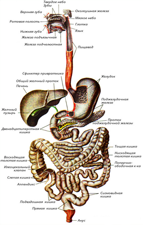 Жкт человека в картинках с подписями анатомия внутренние органы