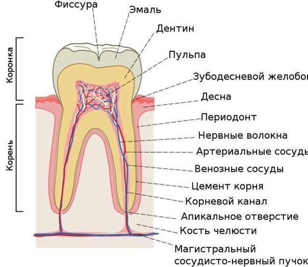 Методическое пособие для самостоятельной работы обучающихся во внеаудиторное время по теме:Анатомо-физиологические особенности системы органов пищеварения