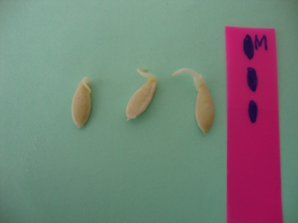 Проектная работа «Исследование всхожести семян огурцов в магнитном поле»