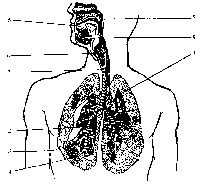 Разработка урока по педагогической технологии трехмерной методической системы обучения по теме: Значение дыхания. Органы дыхания (8 класс)