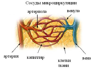 Продуктивные задания по биологии 8 класс с УУД