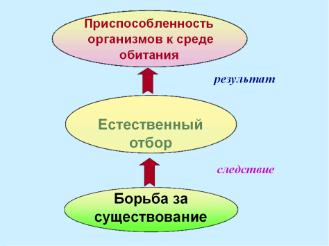 Разработка урока Приспособляемость организмов к среде обитания как результат действия естественного отбора (11 класс).