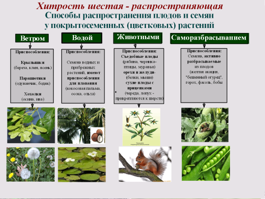 Разработка урока Приспособляемость организмов к среде обитания как результат действия естественного отбора (11 класс).