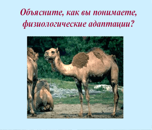 Разработка урока Приспособляемость организмов к среде обитания как результат действия естественного отбора (11 класс).