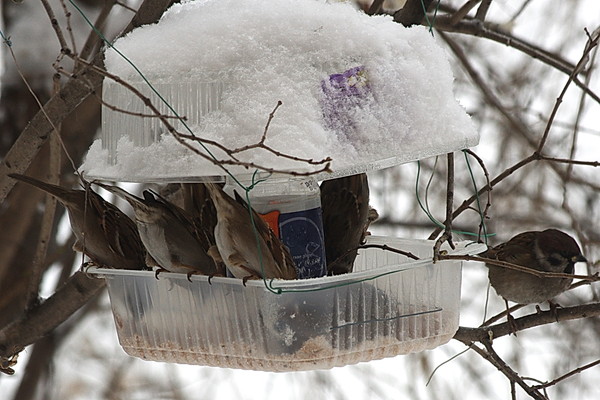 Социальный проект Покормите птиц зимой!