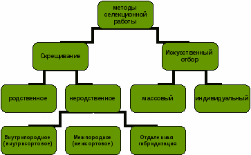 Урок по биологии на тему Методы селекции(9 класс)