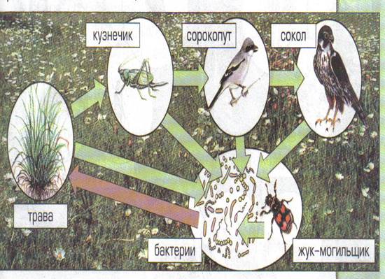 Цепь питания луга 5 класс биология. Круговорот веществ на лугу. Схема круговорота веществ на лугу. Пищевая цепь в природе схема. Пищевая цепочка в природе.