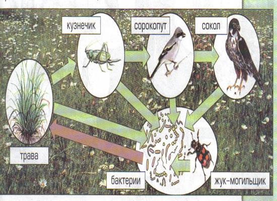 Цепь питания луга 5 класс. Круговорот веществ на лугу. Схема круговорота веществ на лугу. Пищевая цепь в природе схема. Пищевая цепочка в природе.