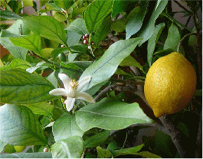 Исследовательский проект Таинственный лимон
