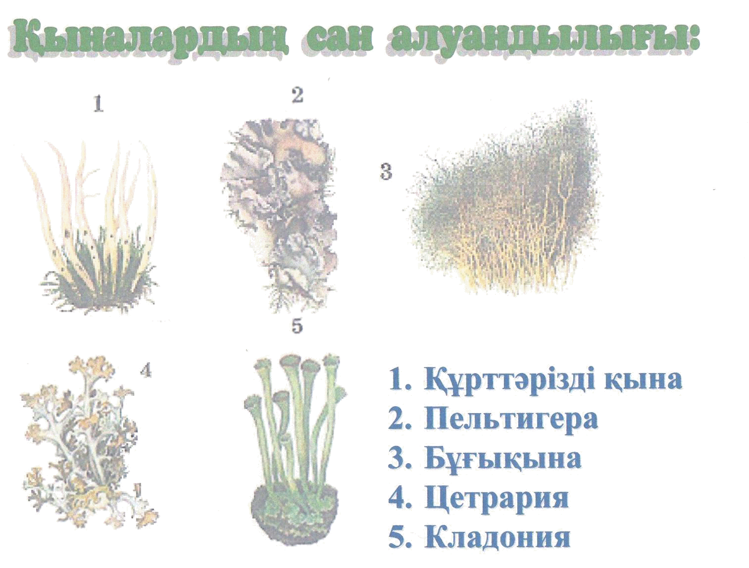 Сабақтың тақырыбы: Қына 7-класс