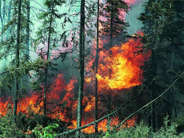 Защитим лес от пожаров