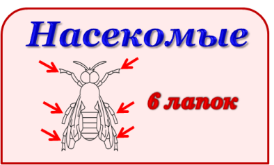 Урок по окружающему миру по теме Насекомые 1класс по УМК Школа России