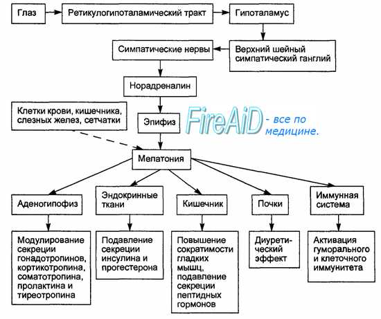 Исследовательская работа по теме «Влияние интенсивности и продолжительности освещения на здоровье человека»