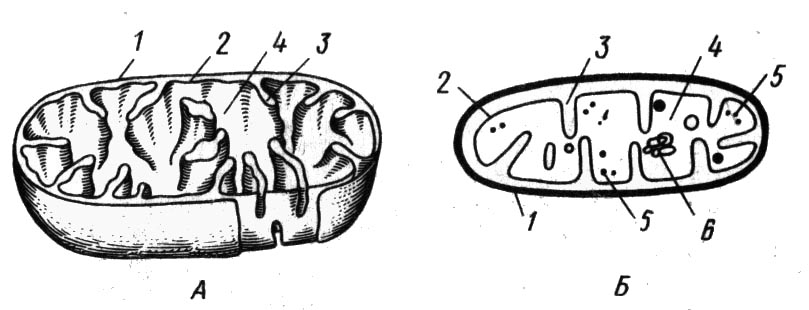 Митохондрия на рисунке обозначена цифрой. Строение митохондрии без подписей. Строение митохондрии. Строение митохондрии схематично. Строение митохондрии рисунок.