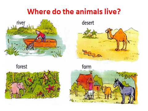 Where do animals Live. Where do animals Live for Kids. Презентация where do animals Live. Where do animals Live Worksheets.