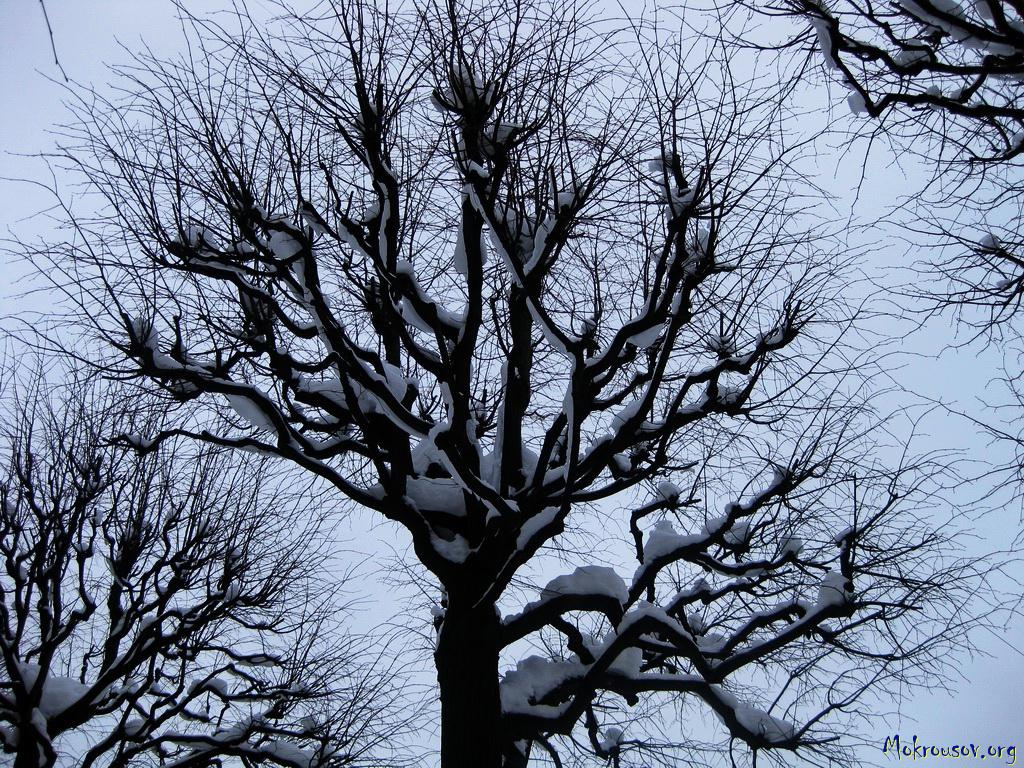Художественно-эстетическое развитие ОД Рисование Тема: «Зимнее дерево»