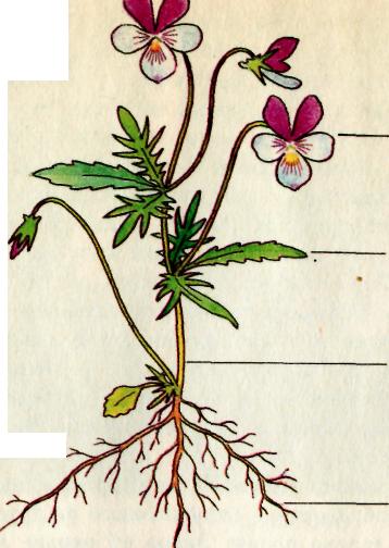 Урок по биологии «Органы цветковых растений. Корни».