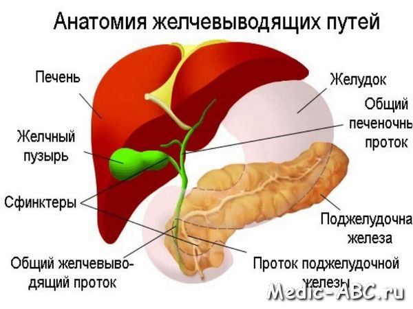 Методические рекомендации для студентов к практическому занятию по теме Пищеварительные железы