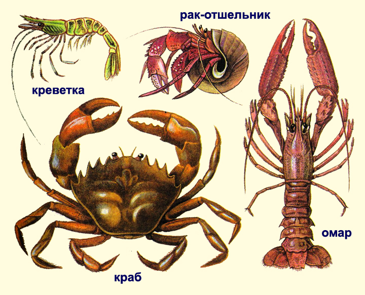 Лабораторная работа Внешнее строение речного рака