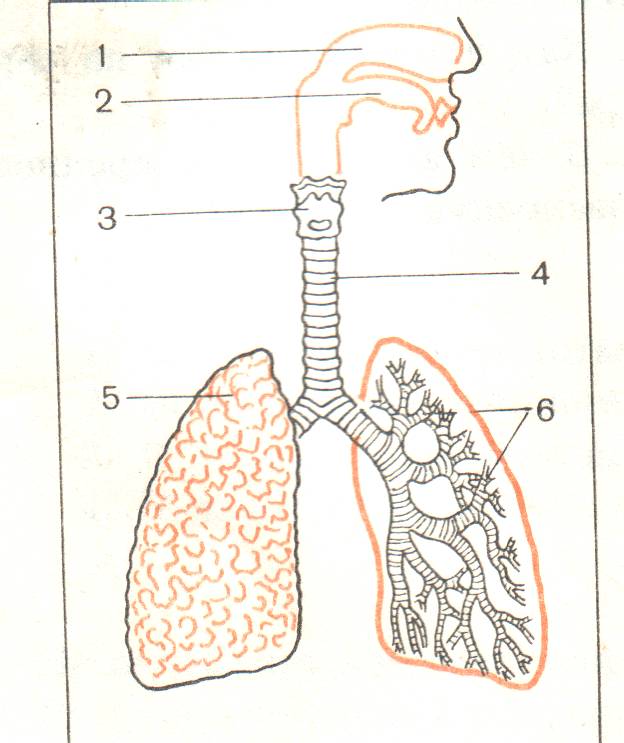 Схема дыхания рисунок. Задания для ОВЗ по биологии. Дыхательная система человека 4 класс ПНШ. Подпиши органы дыхания 4. Дыхательная система рисунок по биологии.