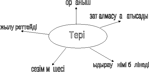 Сабақтың тақырыбы: Терінің маңызы мен құрылысы (8 сынып)