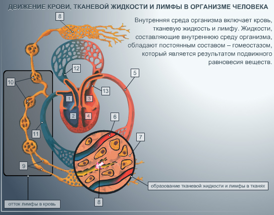 Возможности использования цифровых образовательных ресурсов на уроках биологии в 5-11 классах, созданных на основе УМК под редакцией проф. И.Н. Пономаревой.