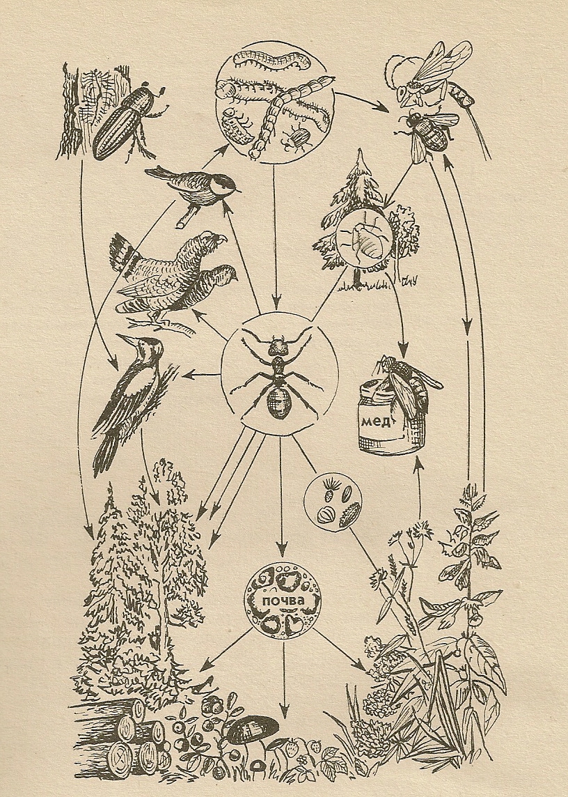 Взаимосвязь лесного муравья с другими обитателями леса.