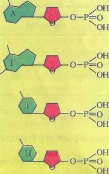 Нуклеин қышқылдарының химиялық құрамы