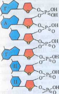 Нуклеин қышқылдарының химиялық құрамы