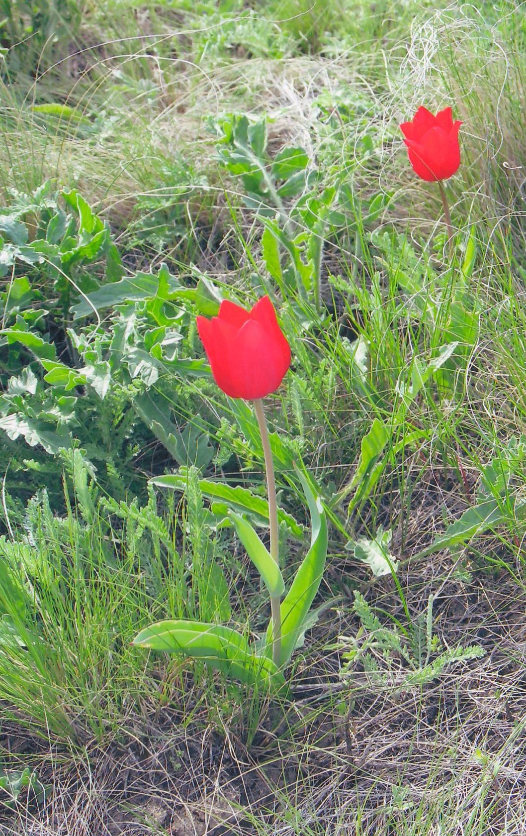 Листовка о защите первоцветов Защитим тюльпаны