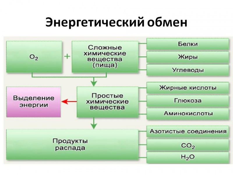 Урок в 8 классе на тему: Обмен веществ и энергии - основное свойство живого