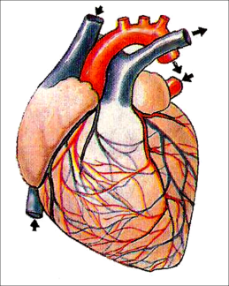 Разработка урока по биологии на тему Строение и работа сердца (8 класс )