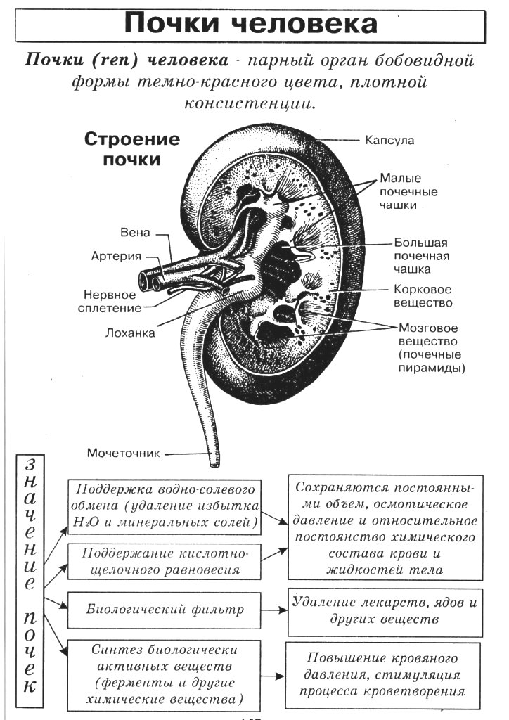 Технологическая карта мочевыделительная система строение и функции