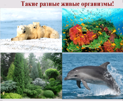 Конспект, флипчарт по биологии на тему Приспособляемость организмов к среде обитания как результат действия естественного отбора (9 класс).