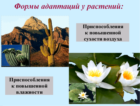 Конспект, флипчарт по биологии на тему Приспособляемость организмов к среде обитания как результат действия естественного отбора (9 класс).